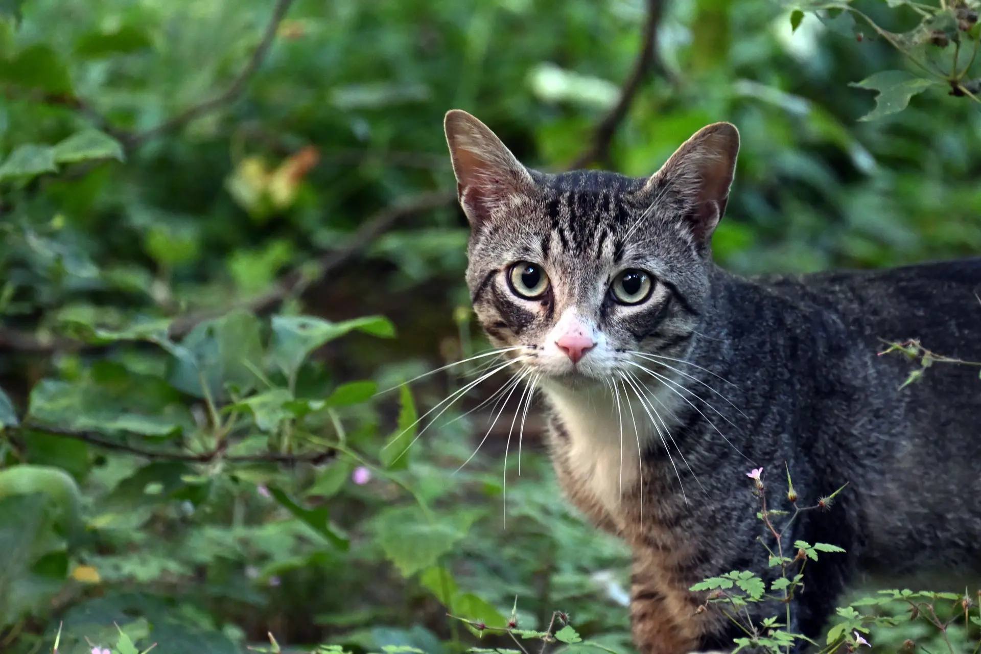 Zien: 'Pebble Picasso' maakt fenomenale kattenkunst op het strand
