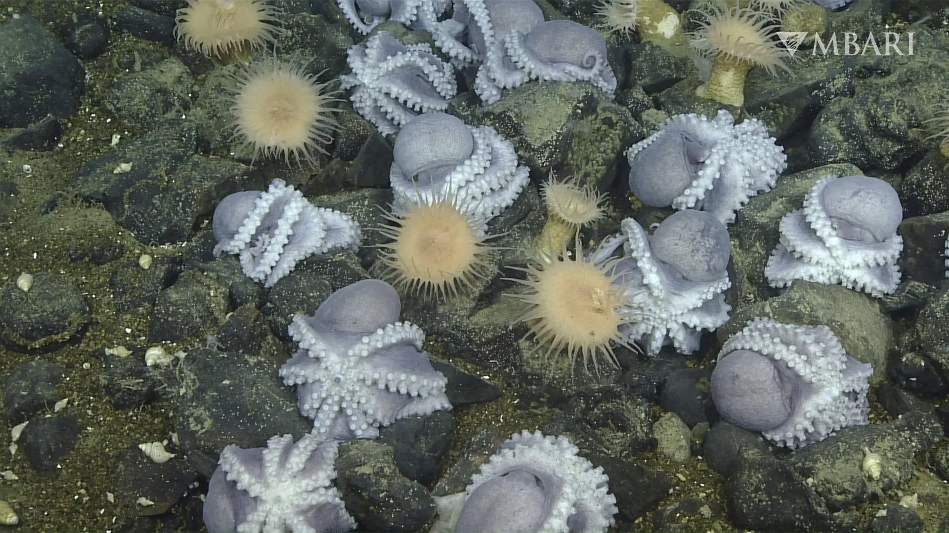 Tienduizenden octopussen  bij elkaar op de zeebodem: "Soms weet je dat je iets bijzonders hebt gevonden"