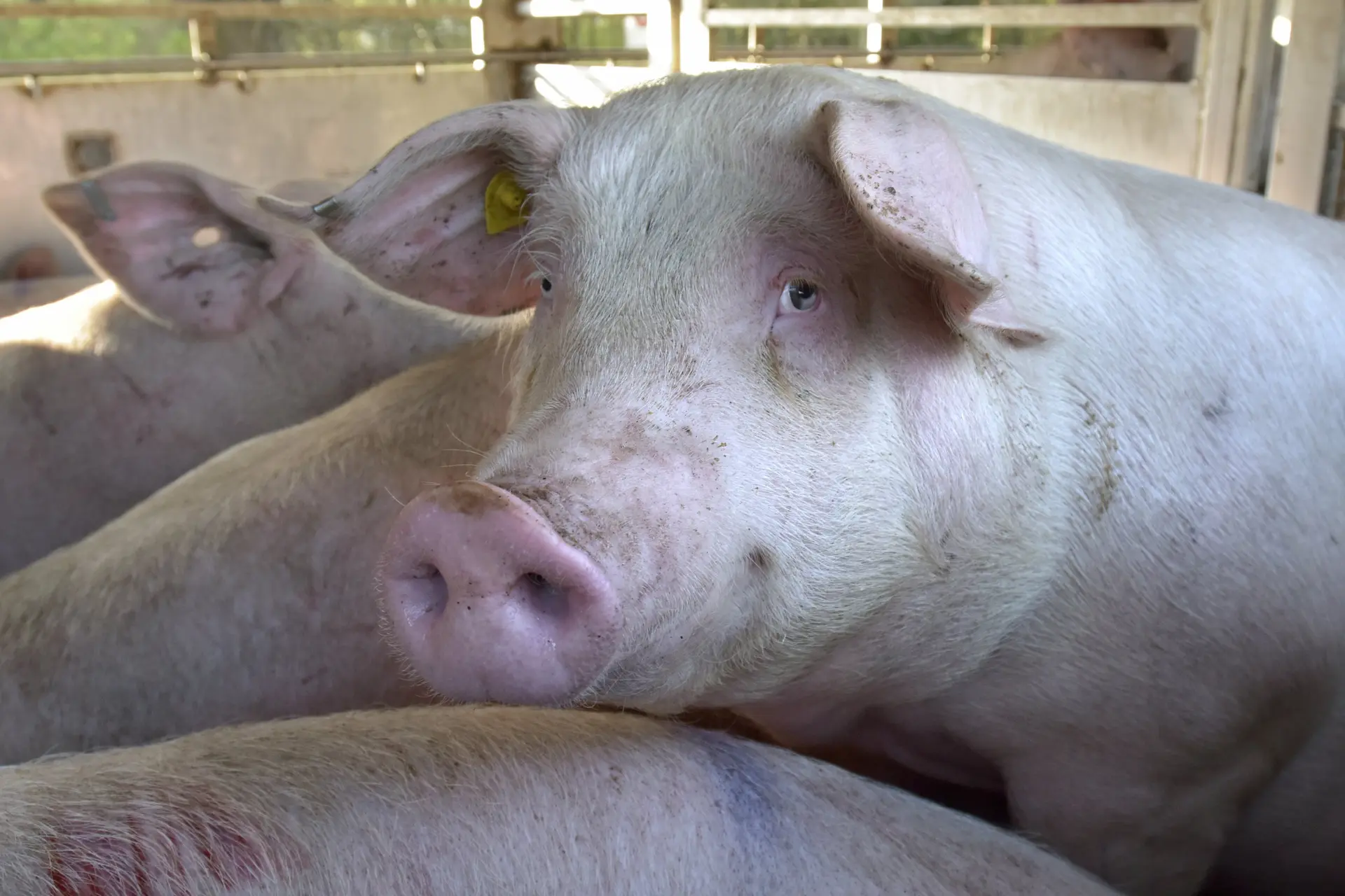 Schokkende beelden slachthuis Epe: Dieren met stroomstoten bewerkt