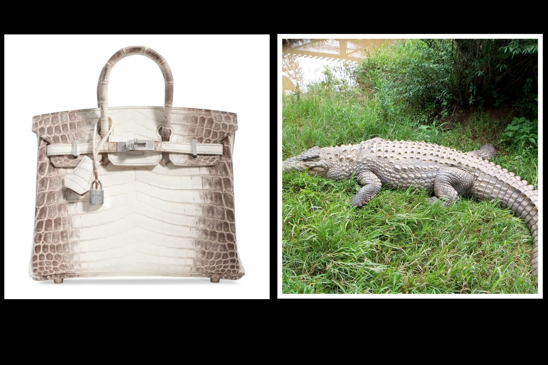 Hermès gaat de grootste krokodillenfabriek bouwen om tassen te maken