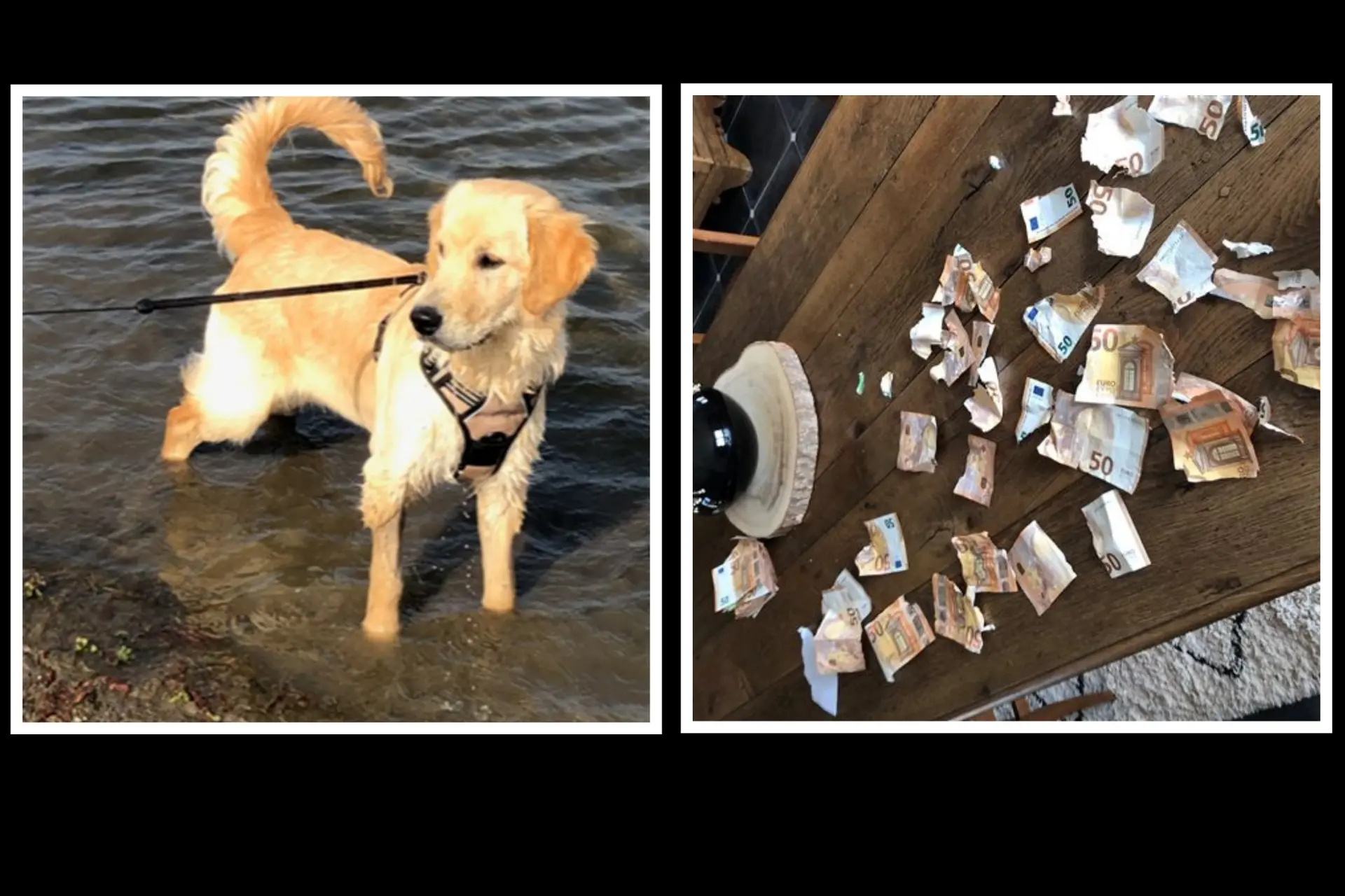 Baasje let even niet op: puppy scheurt 1500 euro aan stukken