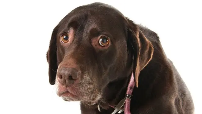 8 dingen die we doen met onze hond die honden niet fijn vinden