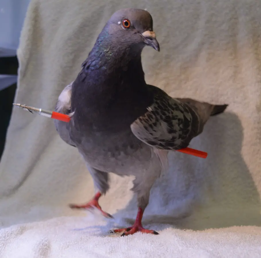 Wat de wetenschap zegt over dierenmishandelaars