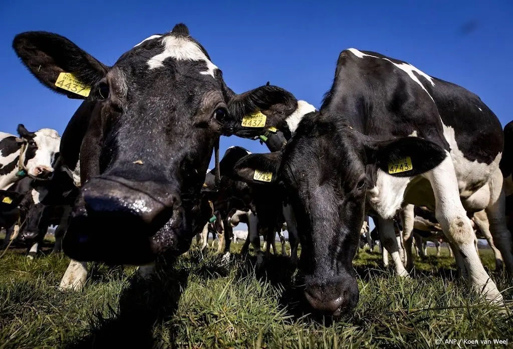 Grootschalige proef met middel om koeien minder te laten winden