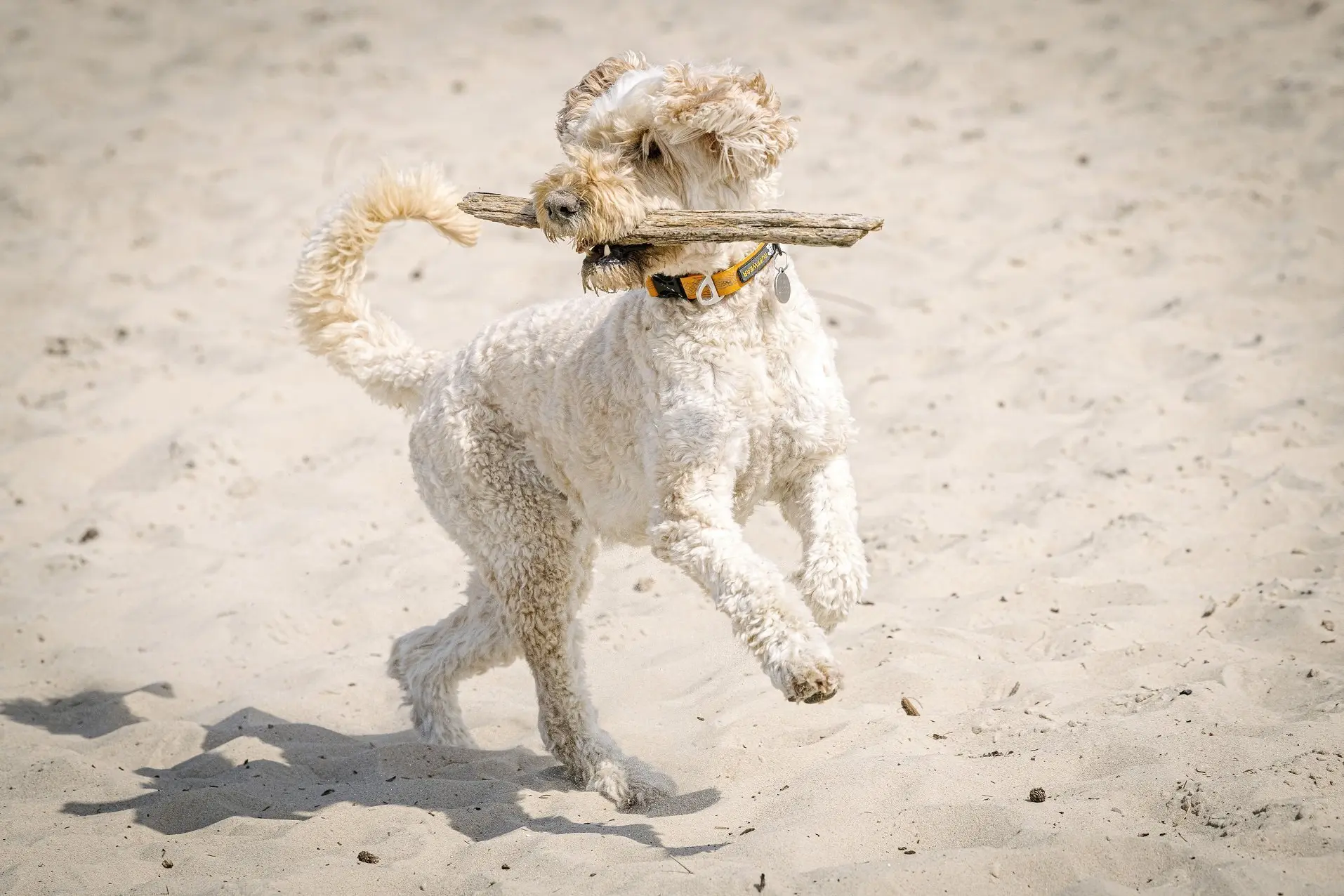Uniek onderzoek toont aan: honden kunnen echt tellen