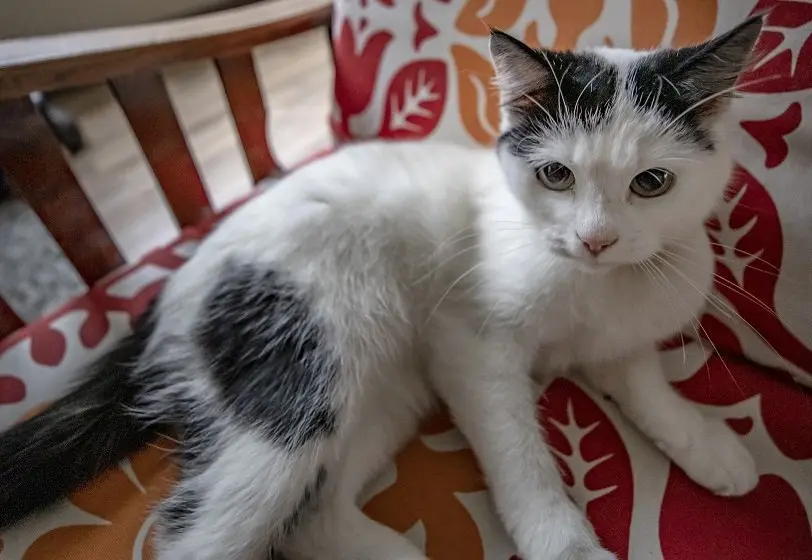 Katten hechten zich net zo sterk aan mensen als honden. Misschien zelfs nog meer