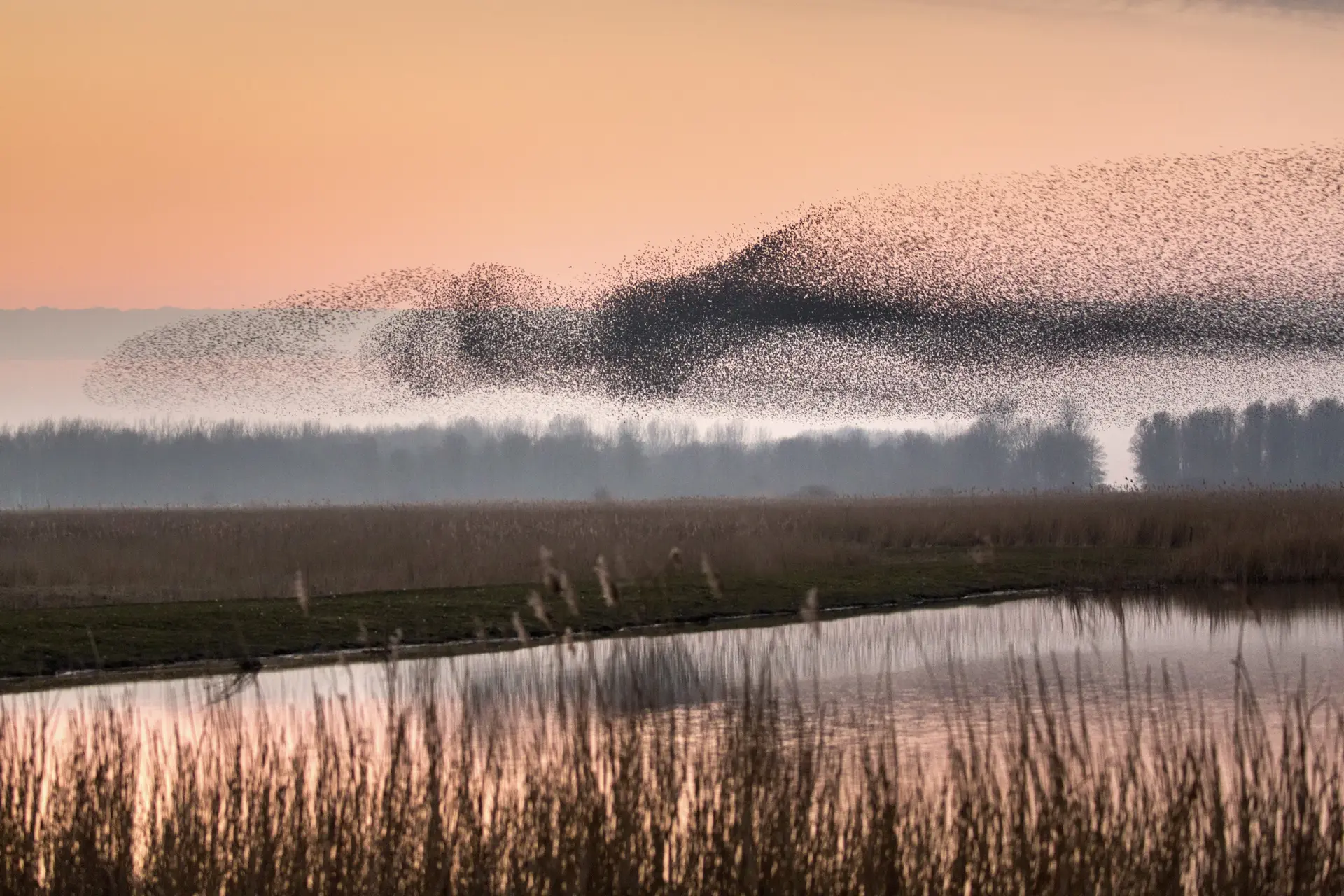 Spectaculaire spreeuwendans in Friesland: Zelden zoveel vogels bij elkaar