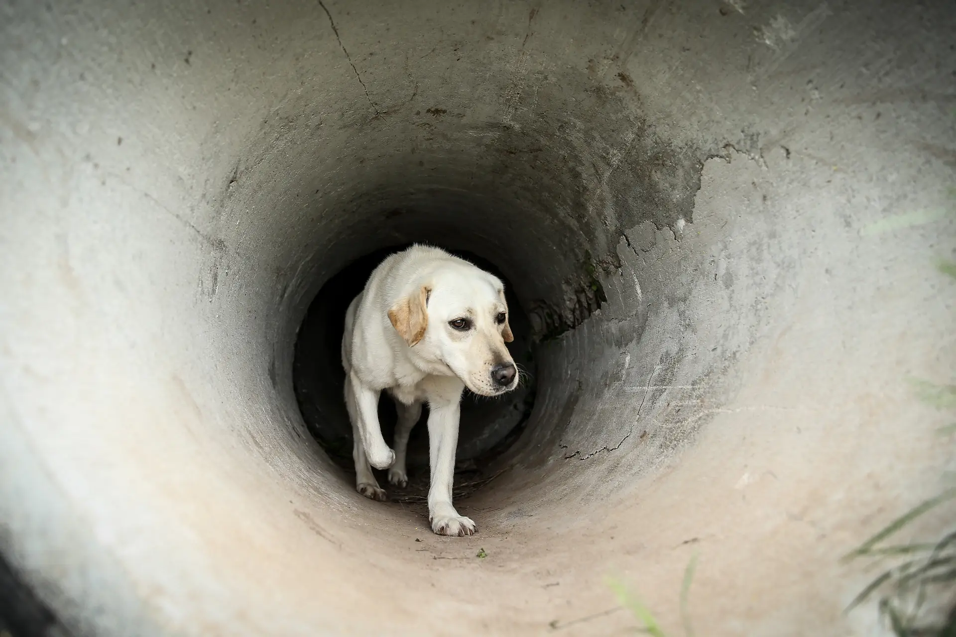 De slimste honden en de minst slimme