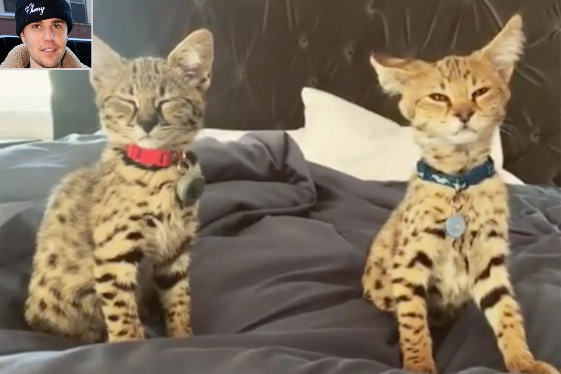 PETA haalt uit naar Justin Bieber en zijn peperdure katten