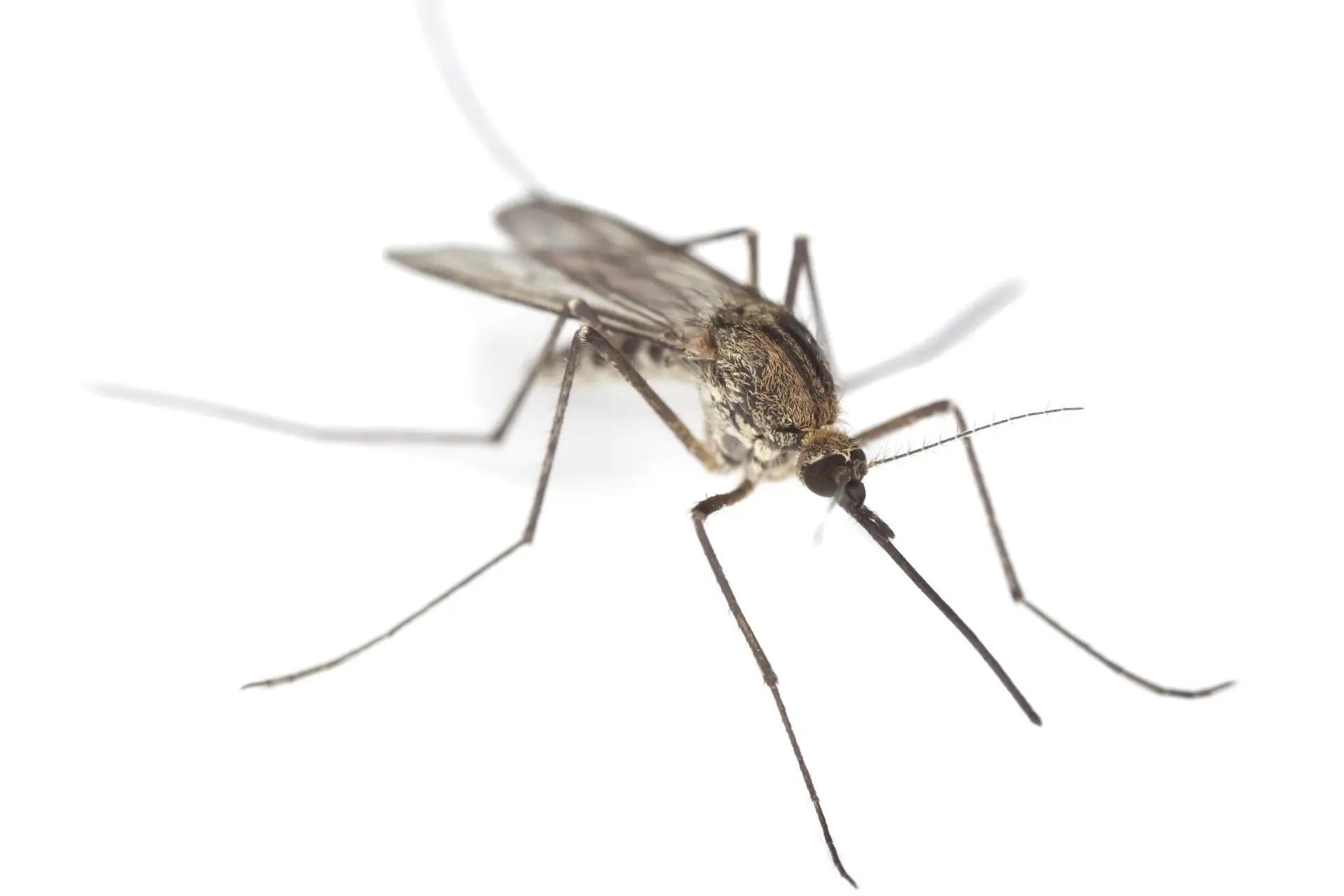 Werken citronellakaarsen of ultrasone geluidsapps tegen muggen?