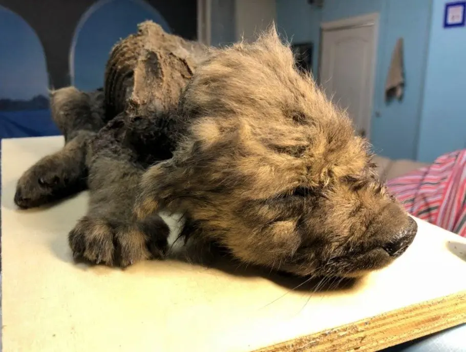 Een puppy van 18.000 jaar geleden