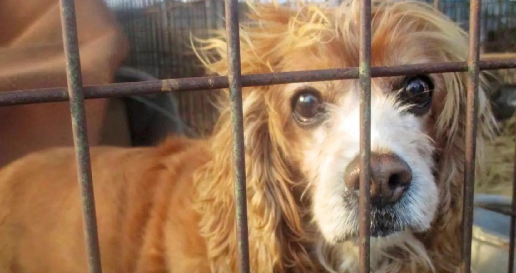 150 honden en puppy's bevrijd voor ze in de soep verdwenen