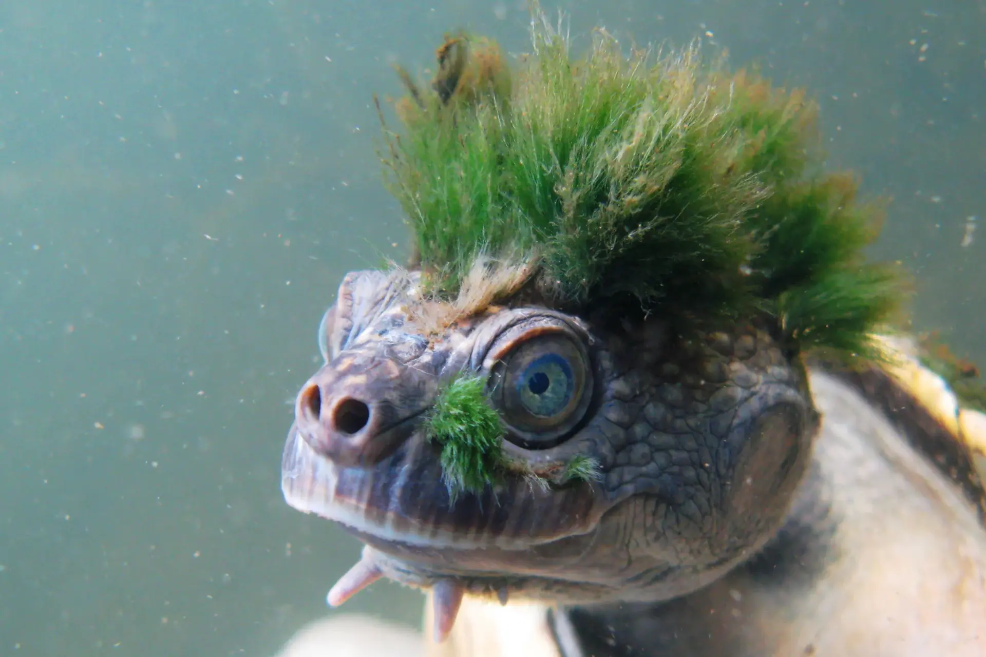 Bedreigd: groenharige schildpad die ademt door zijn genitaliën