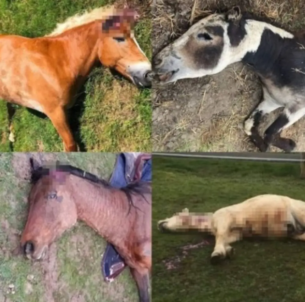 Dierenbeul of sekte: al tientallen Franse paarden op rituele wijze verminkt
