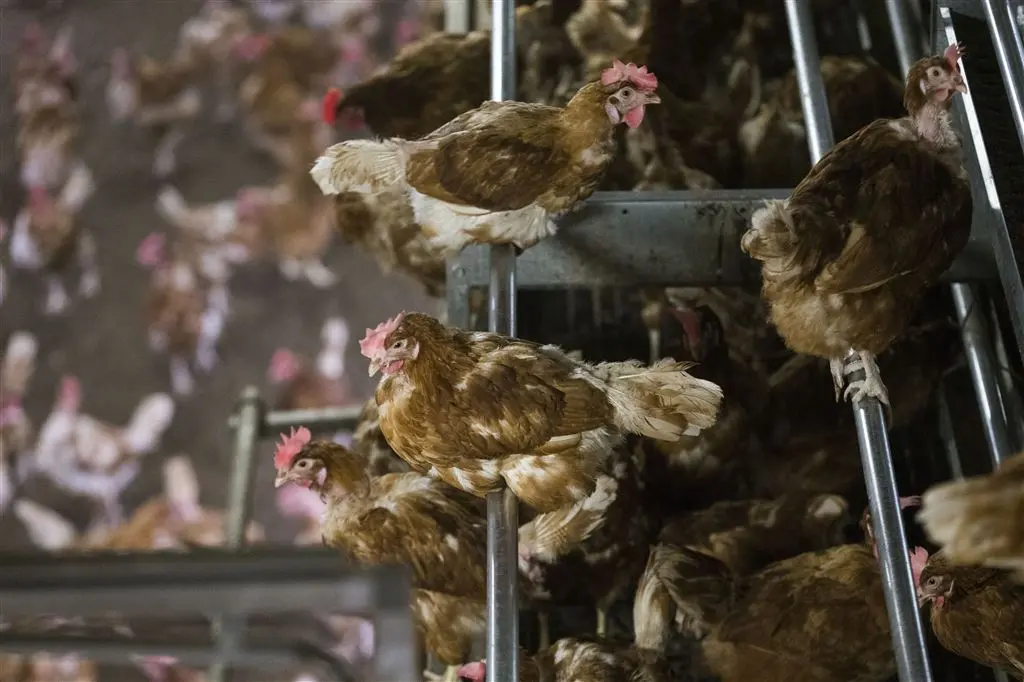 Te veel antibiotica in veevoer