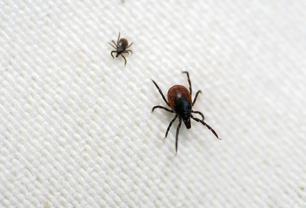 Kunnen huisdieren ook de ziekte van Lyme krijgen na een tekenbeet?