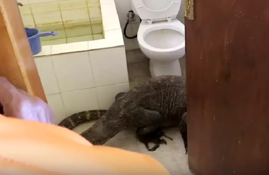 Afschuwelijk: wil je naar de wc zit er een enorme komodovaraan in de badkamer