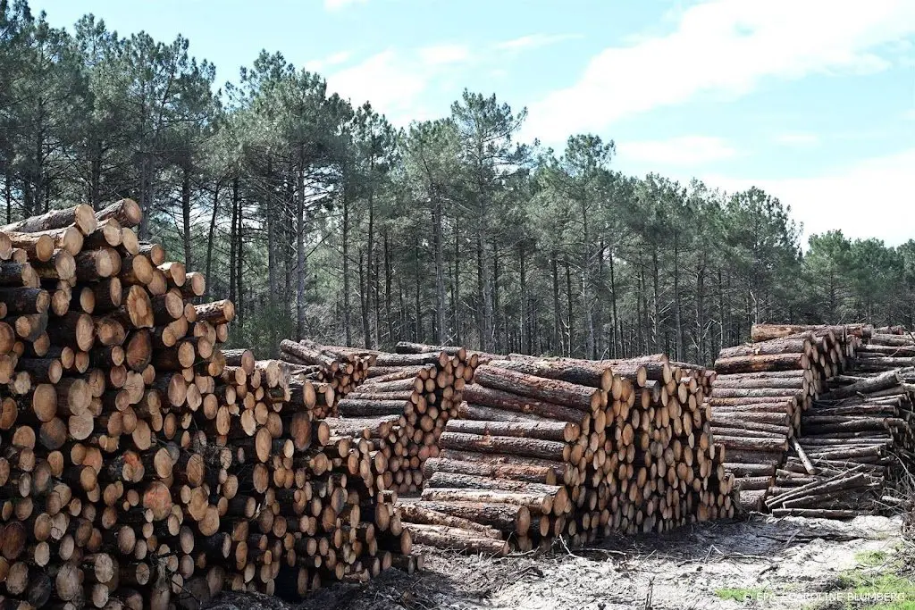 WWF: ontbossing neemt nog toe, ondanks beloftes wereldleiders