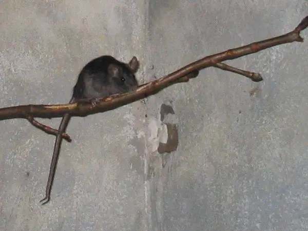 De zwarte rat rukt op naar het noorden