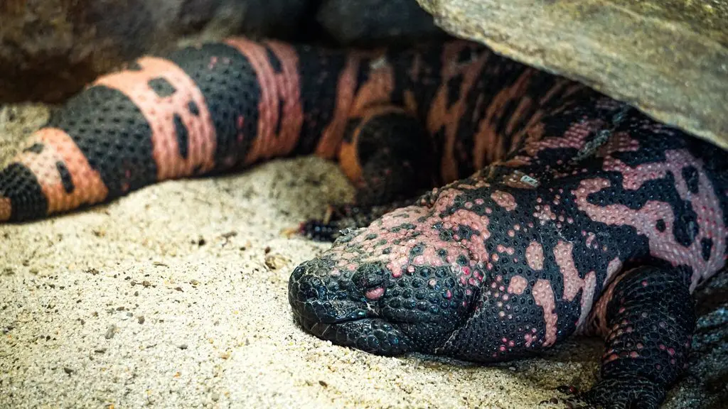 Levensgevaarlijk huisdier: Amerikaan doodgebeten door gilamonster