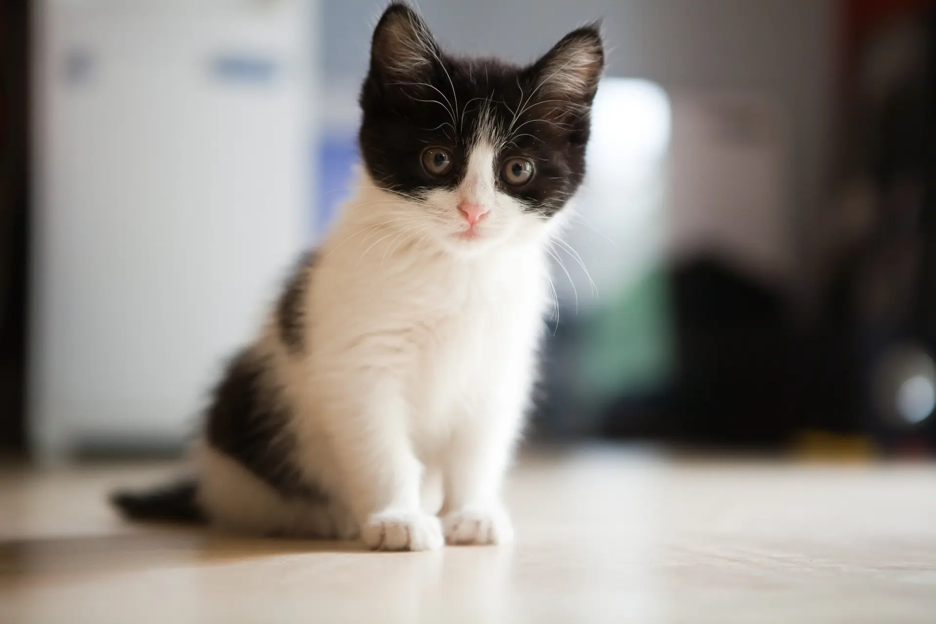 Mysterieus verband tussen het bezitten van katten en schizofrenie bestaat echt, zegt onderzoek
