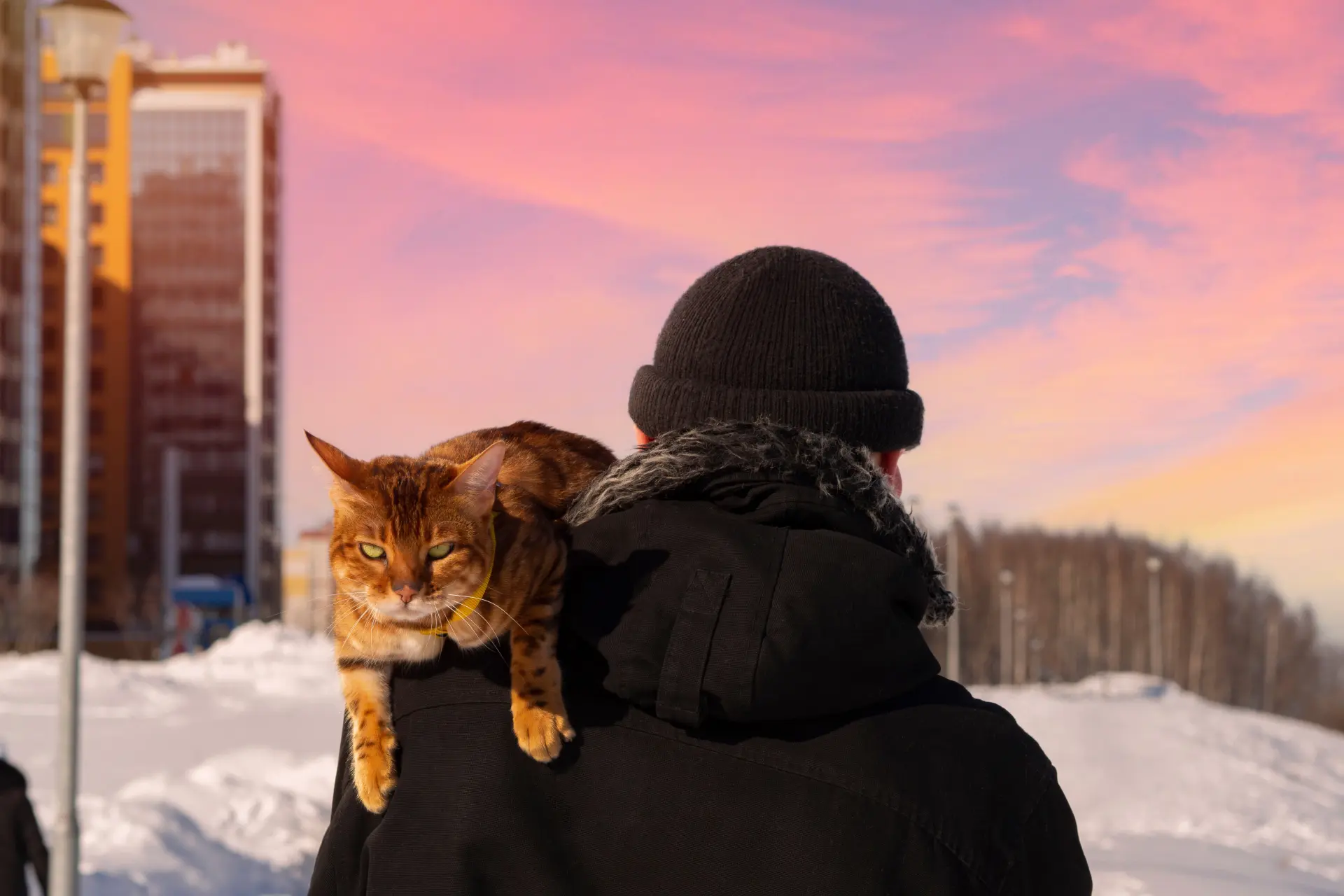 Wat Katten echt denken over mensen en hoe je je kat gelukkig kunt maken