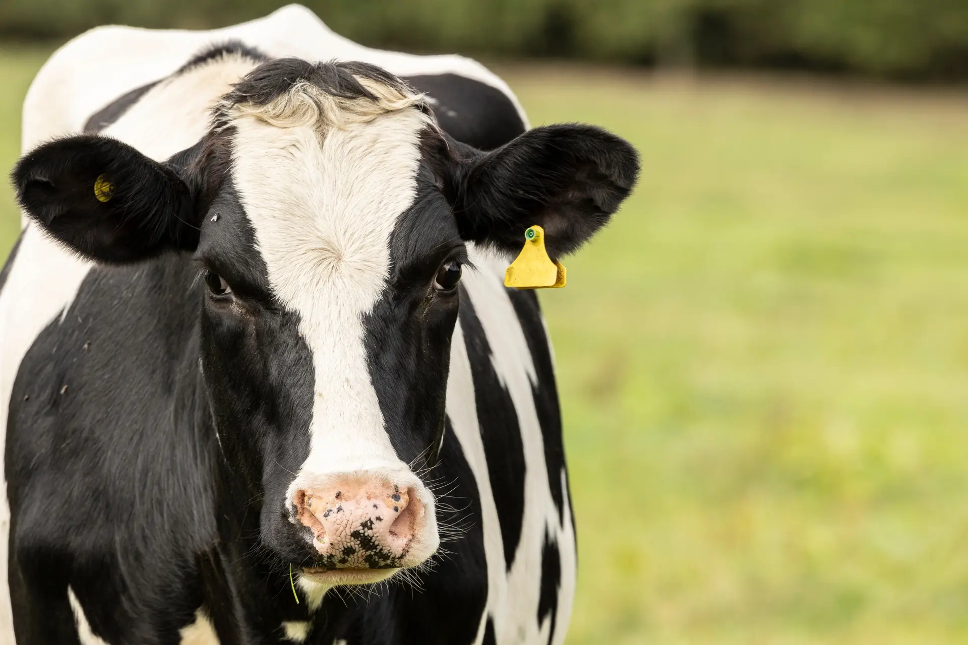 Greenpeace spant kort geding tegen staat aan om stikstofuitstoot
