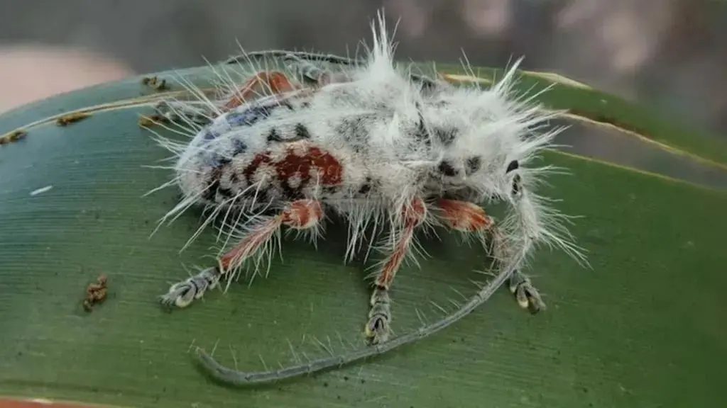 'Vogelpoepje' blijkt nieuwe insectensoort: "Meest pluizige boktor die ik ooit zag"