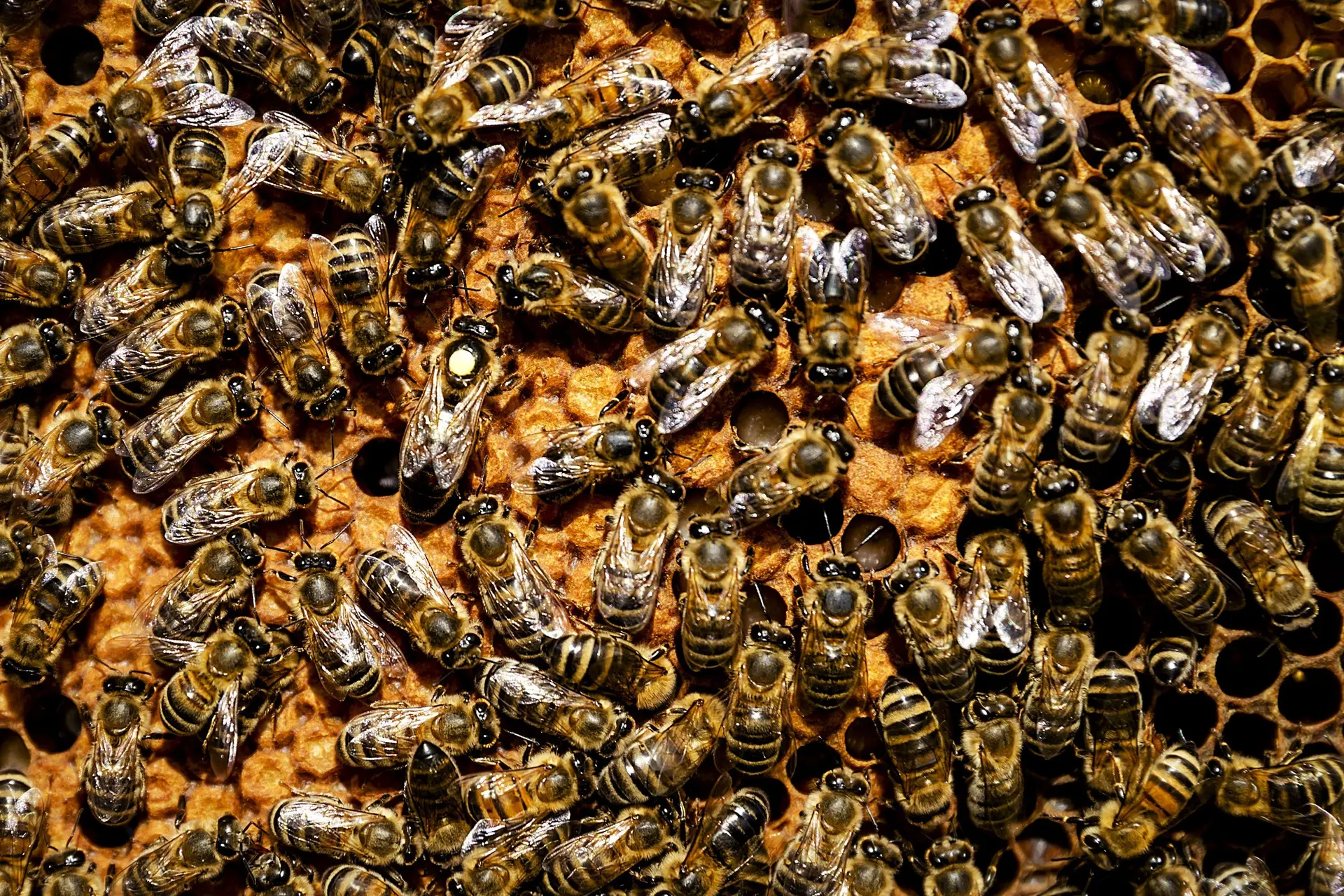 Meisje (3) hoort 'monsters in de muren' en blijkt gelijk te hebben