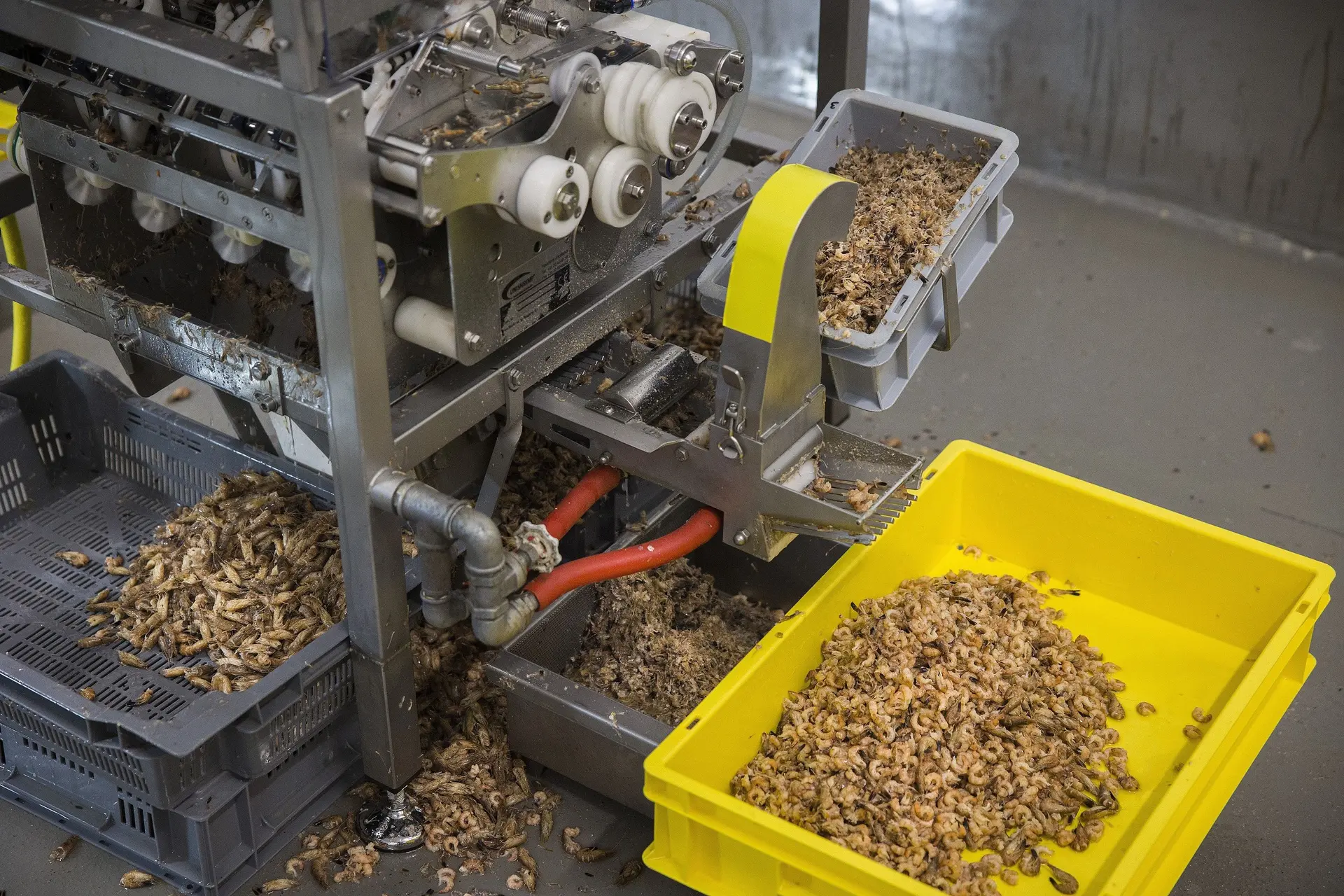 Er gaat een streep door de Hollandse garnalensalade en -kroketjes. Wat is er aan de hand?