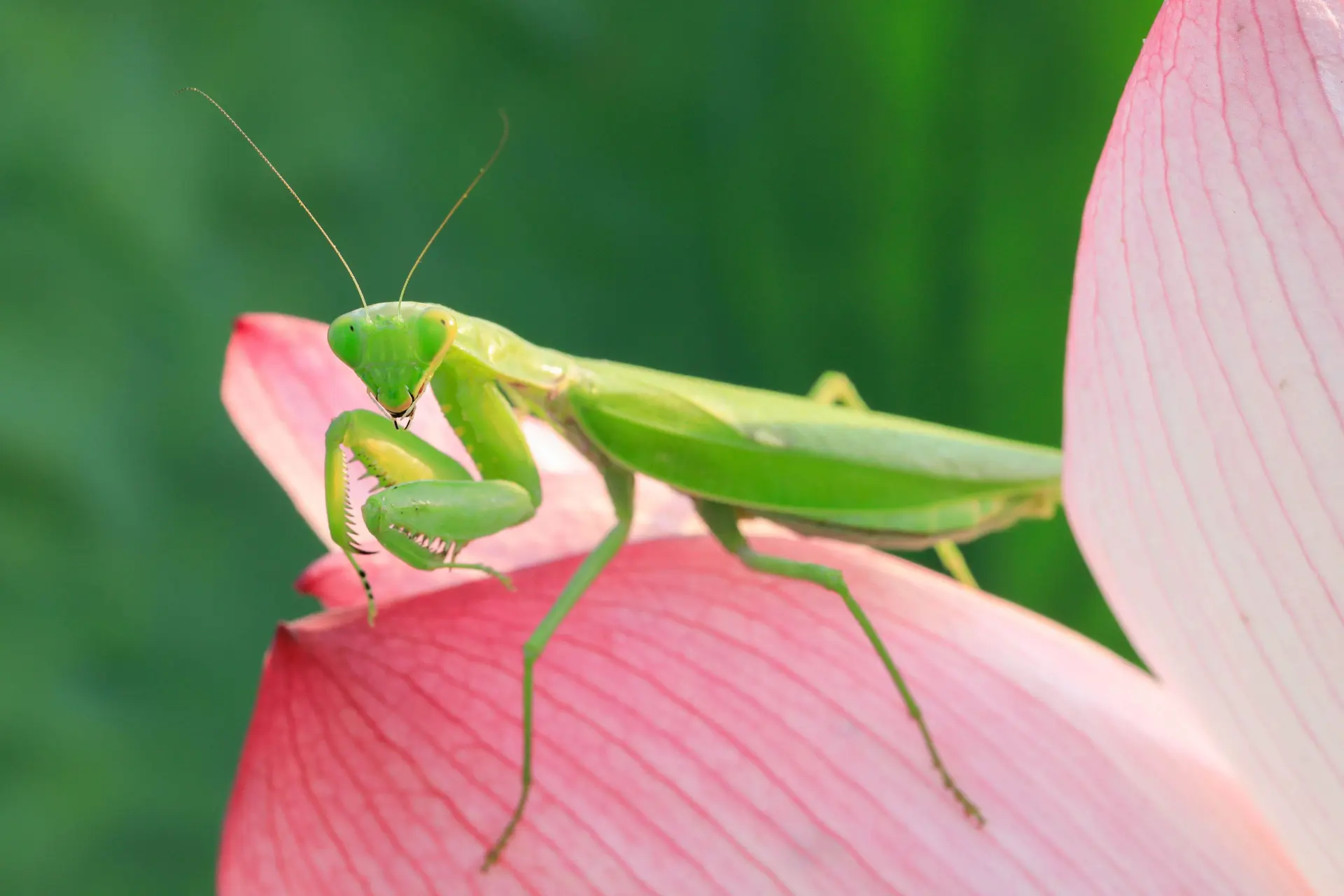 Insect zo groot als een hand voor het eerst in Nederland aangetroffen