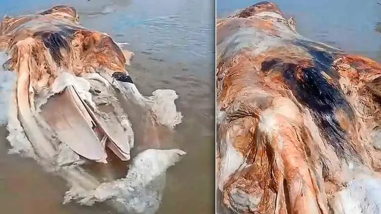 Enorme 'globster' aangespoeld op Maleisisch strand. Wat is dit voor mysterieus zeemonster?