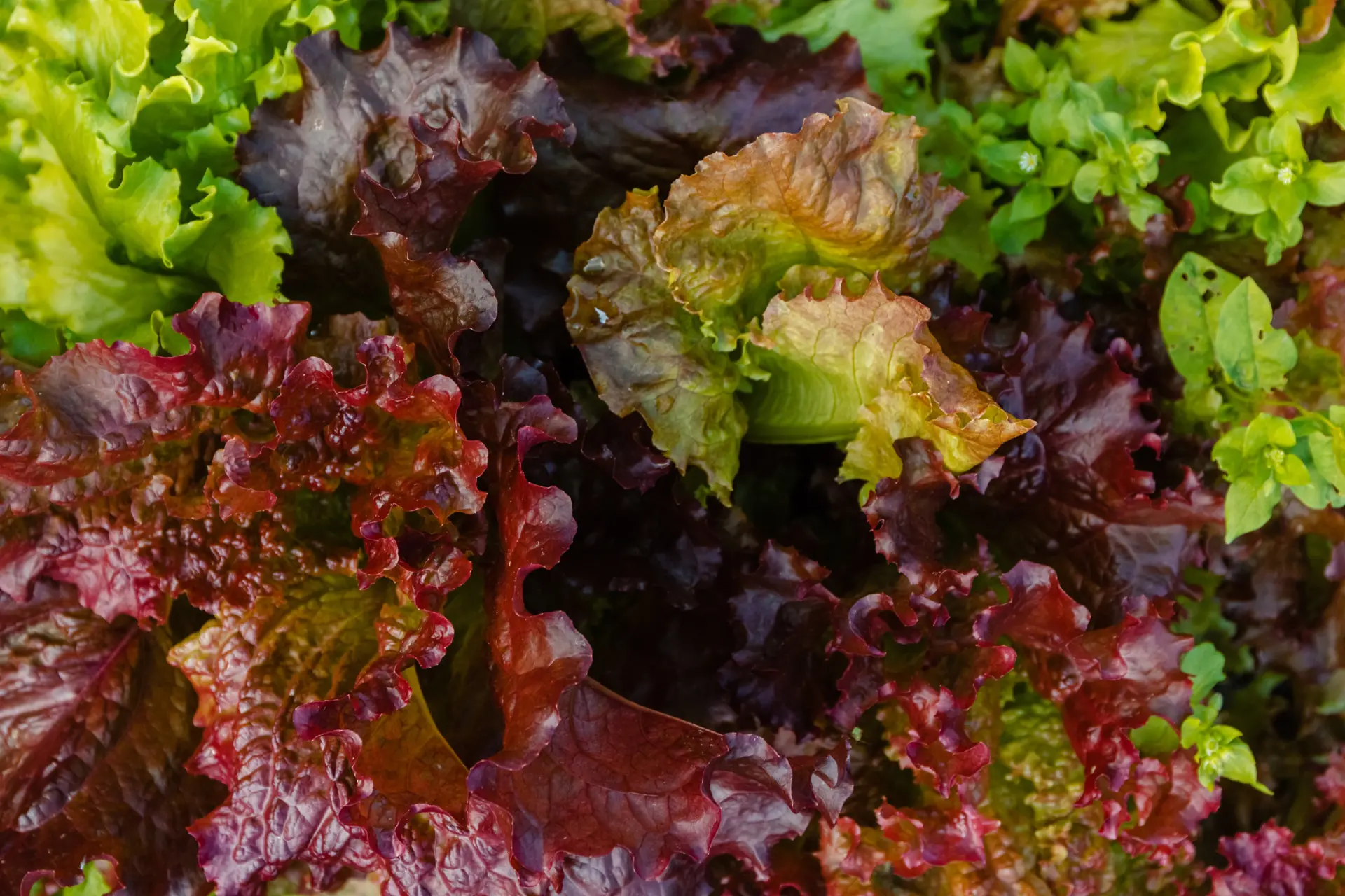 Overdag salade, 's avonds chips: waarom kun je juist aan het eind van de dag de verleiding niet weerstaan?
