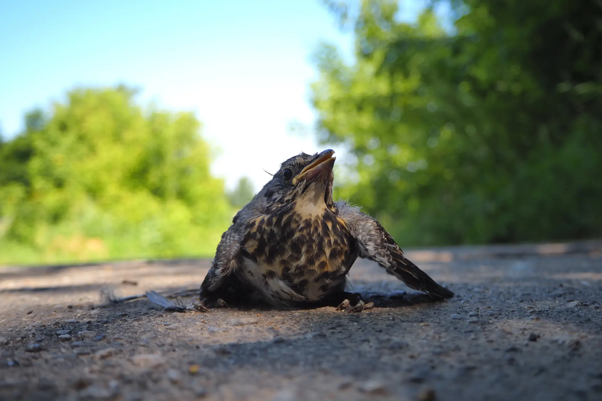 Tweede geval van vogelgriep bij een mens