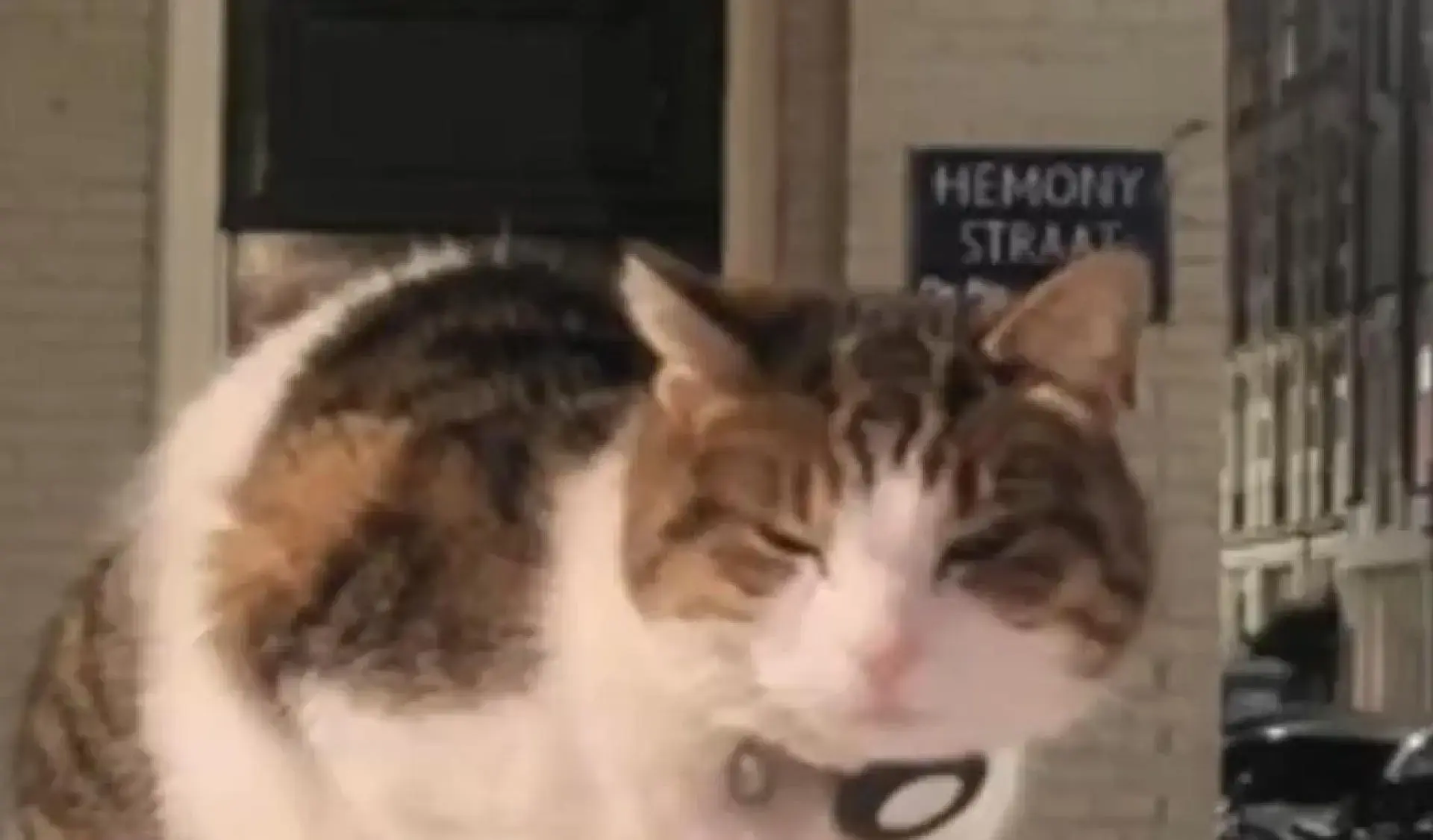 Kat Miesje bruut doodgeslagen op straat, politie toont beelden van dader