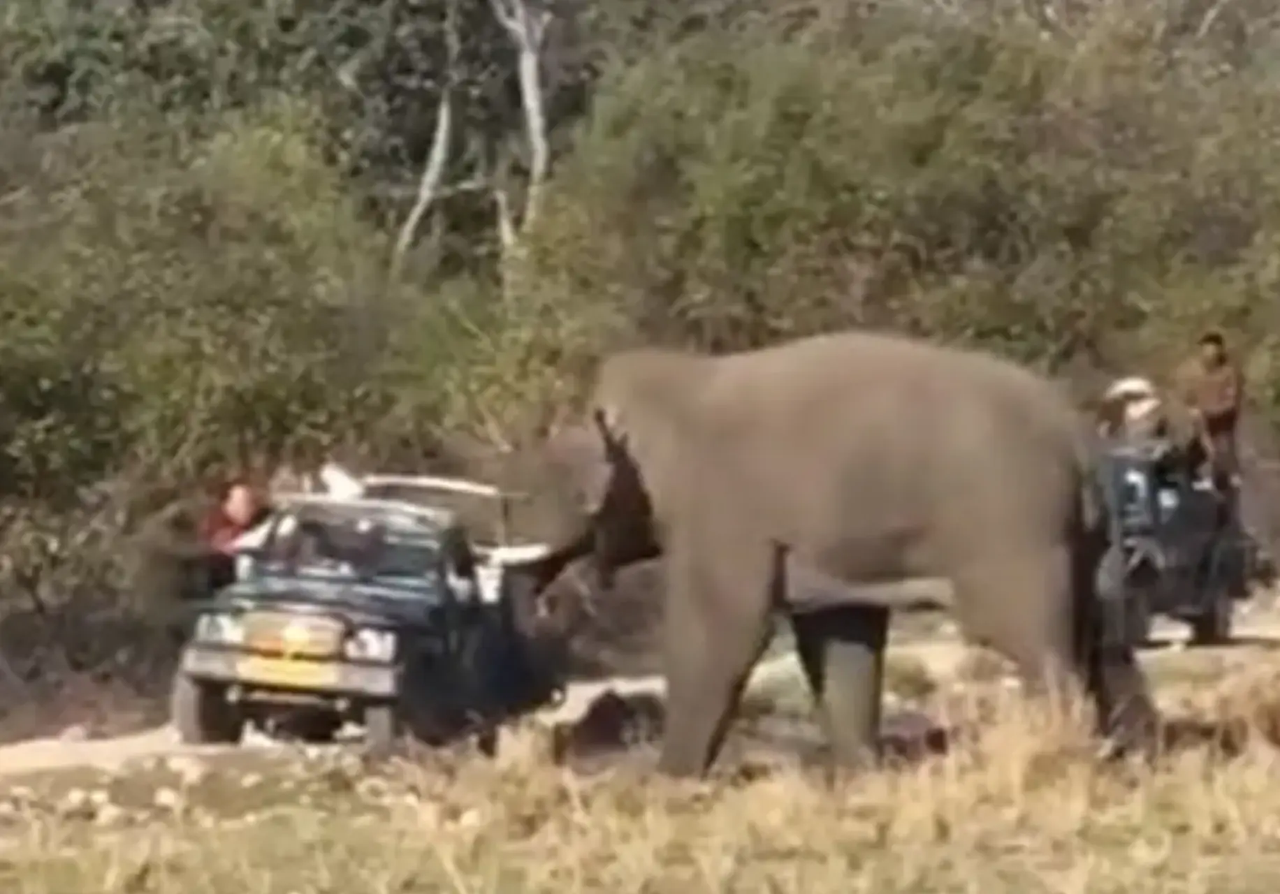 Video: Razende olifant heeft genoeg van safari-toeristen