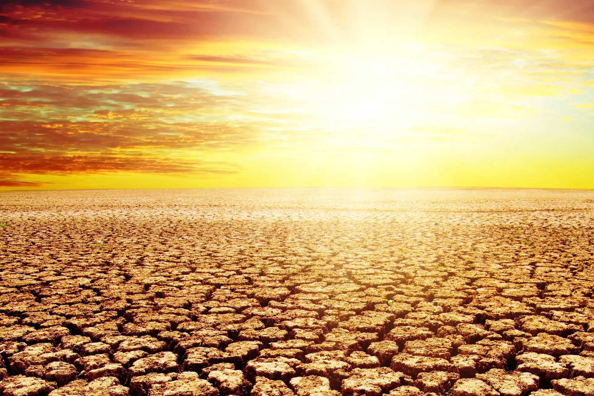 Hitteflatie: hoe het klimaat ook de voedselzekerheid bedreigt
