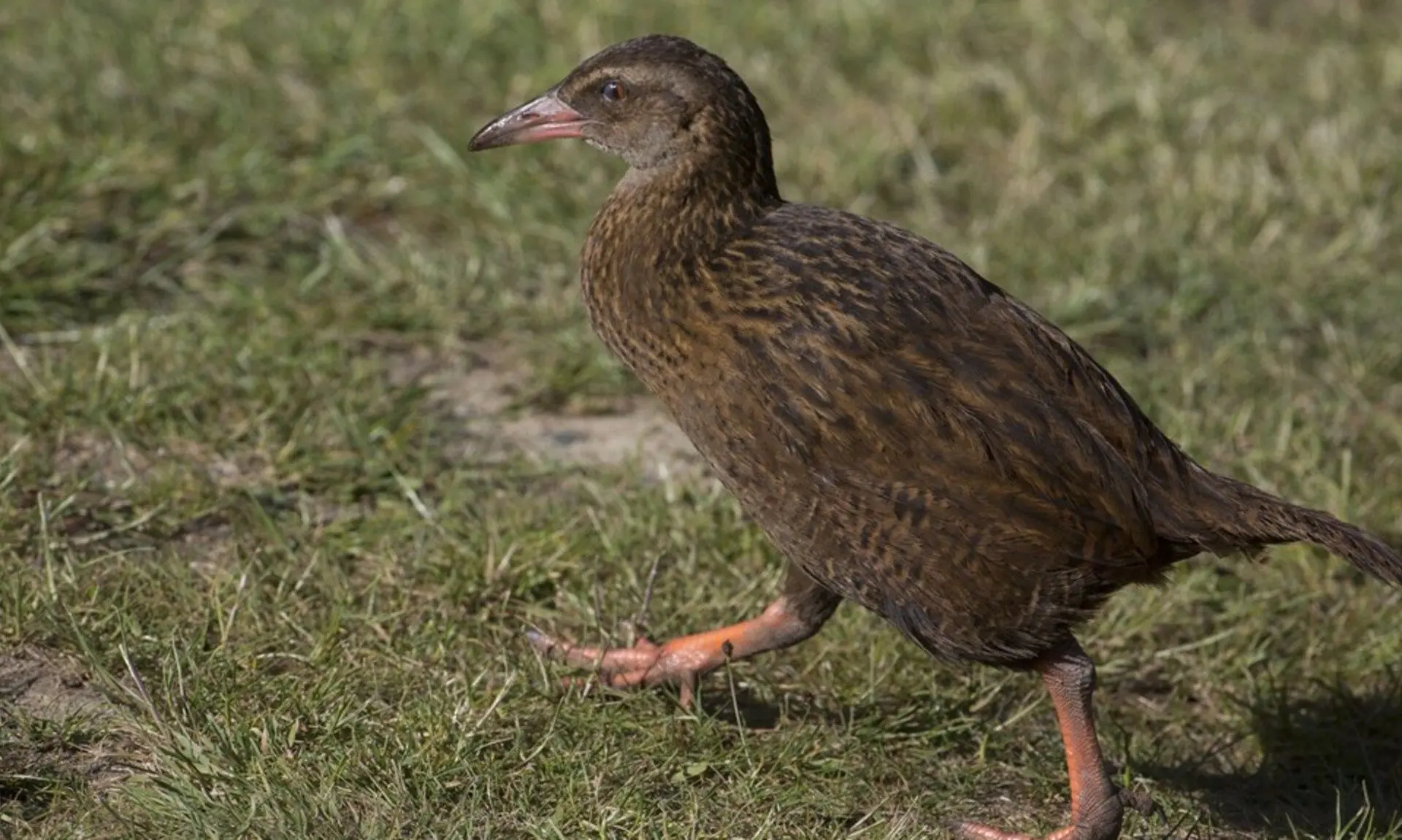 Hongerige reality-tv-deelnemer vangt en verslindt beschermde vogel in Nieuw-Zeeland
