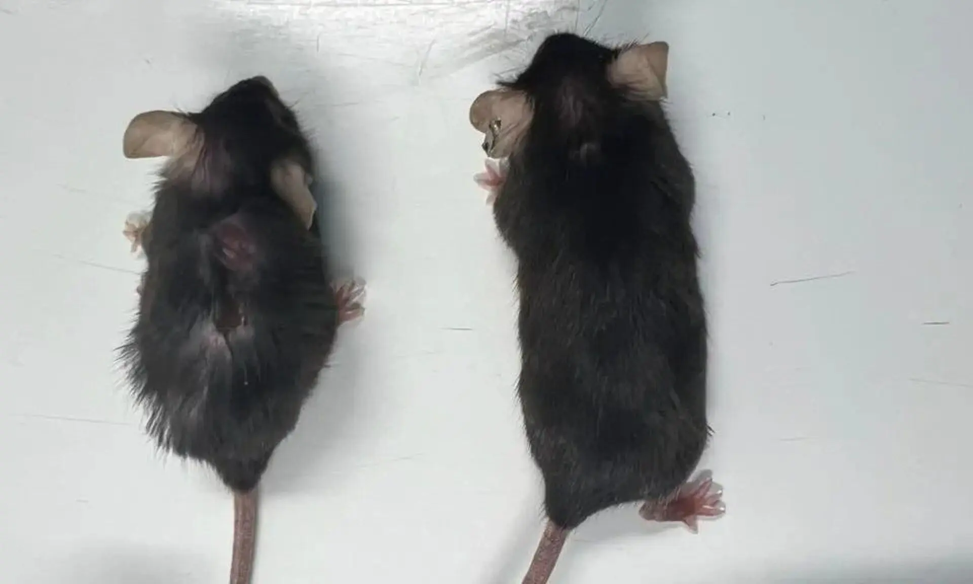Nieuw medicijn vermindert kankerrisico en laat muizen kwart langer leven: 'Te mooi om waar te zijn?'