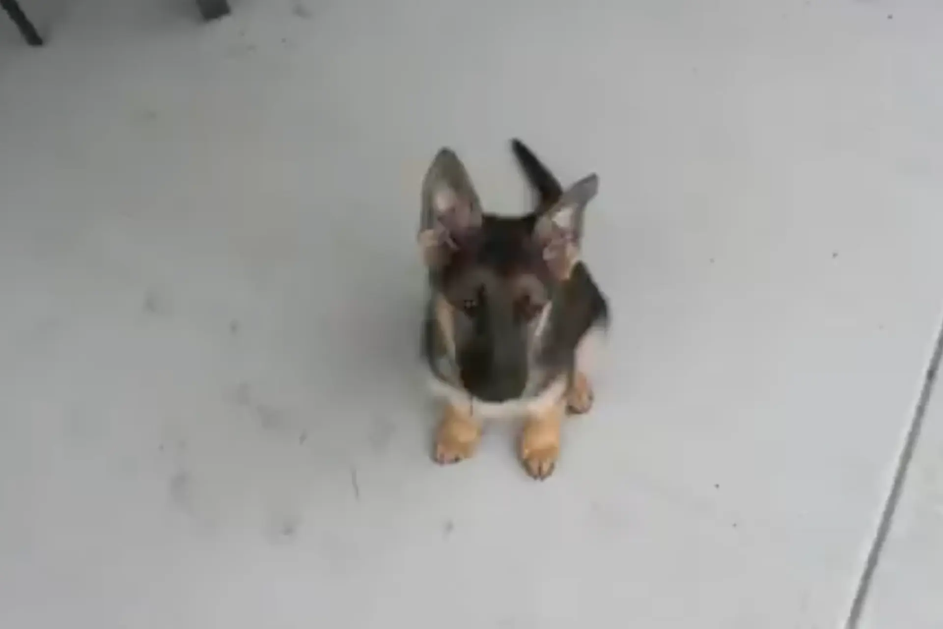 YouTube-hit: Time lapse van puppy tot volwassen hond