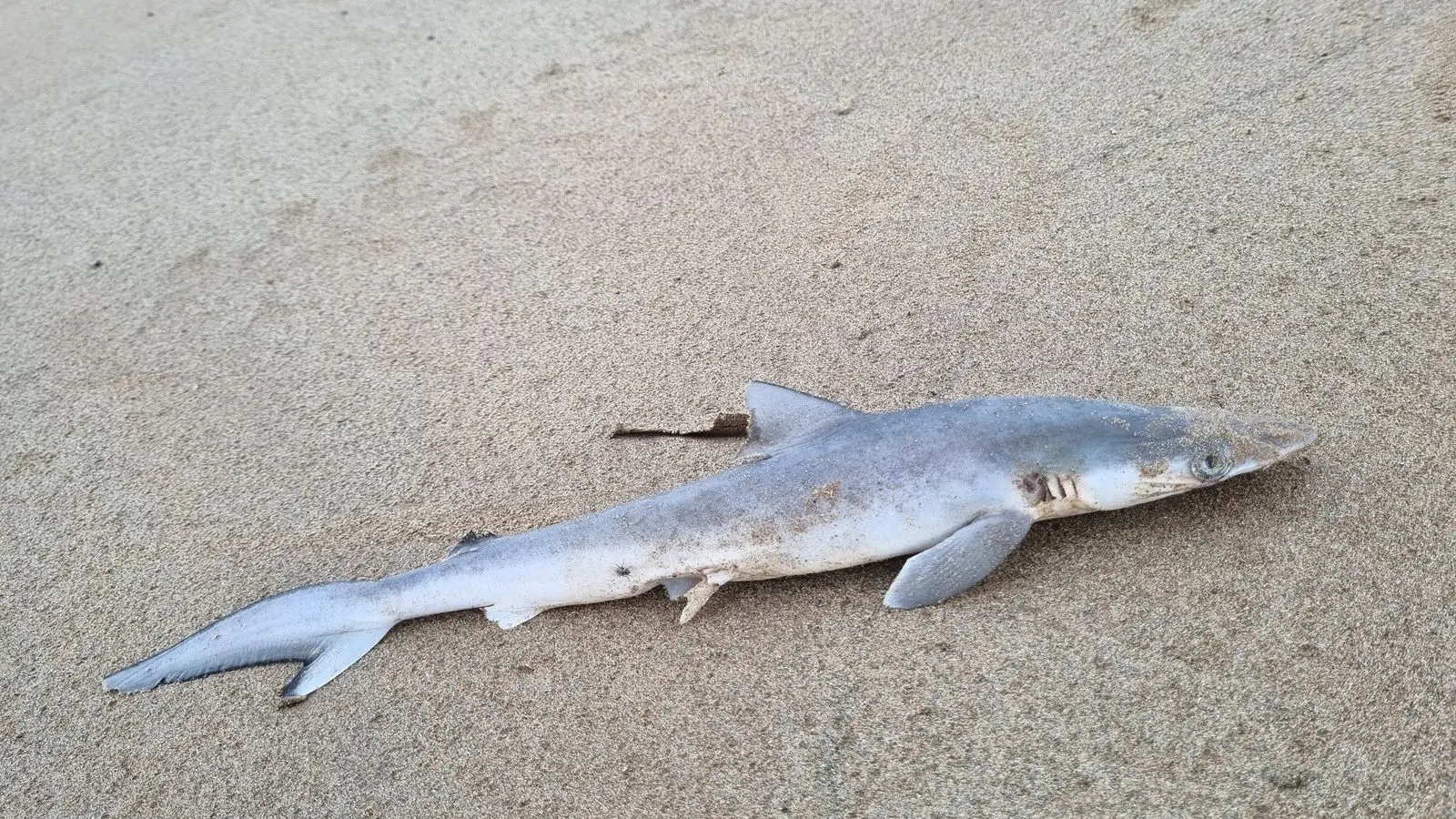 Braziliaanse haaien aan de coke: 'Tot 100 keer hogere concentratie dan andere zeedieren'