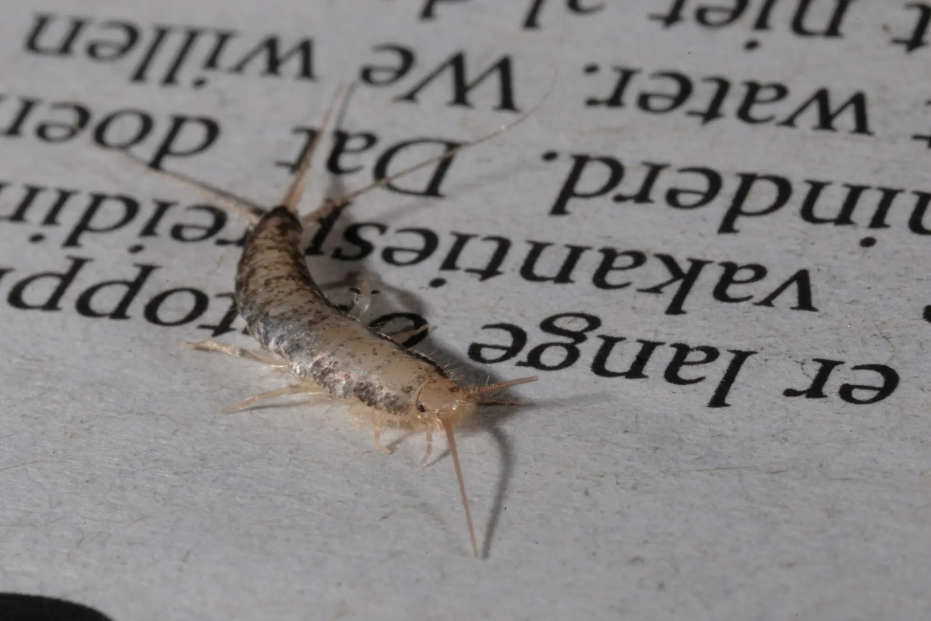 Zilvervisjes verspreiden schimmels en bacteriën, zo kom je er simpel van af