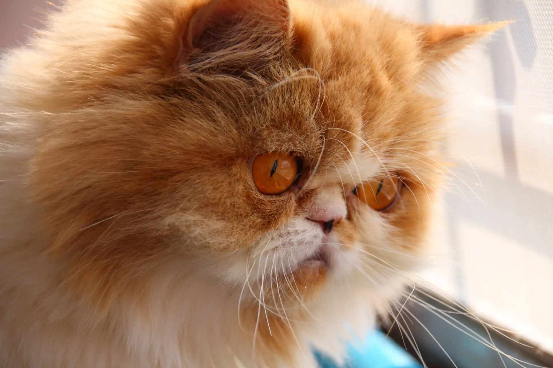 Wat onderzoek over katten zegt: Ze zijn egoïstisch, gevoelloos en schadelijk voor het milieu