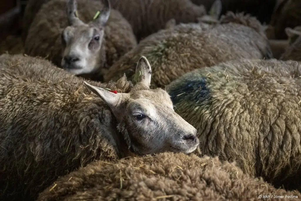 Tot half jaar cel geëist voor luguber slachten schapen in weiland