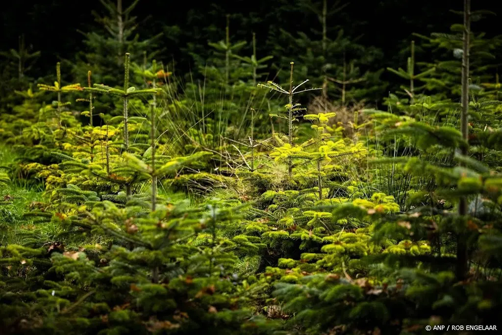 Kerstboomkwekers verwachten meer vraag, vooral naar grote bomen