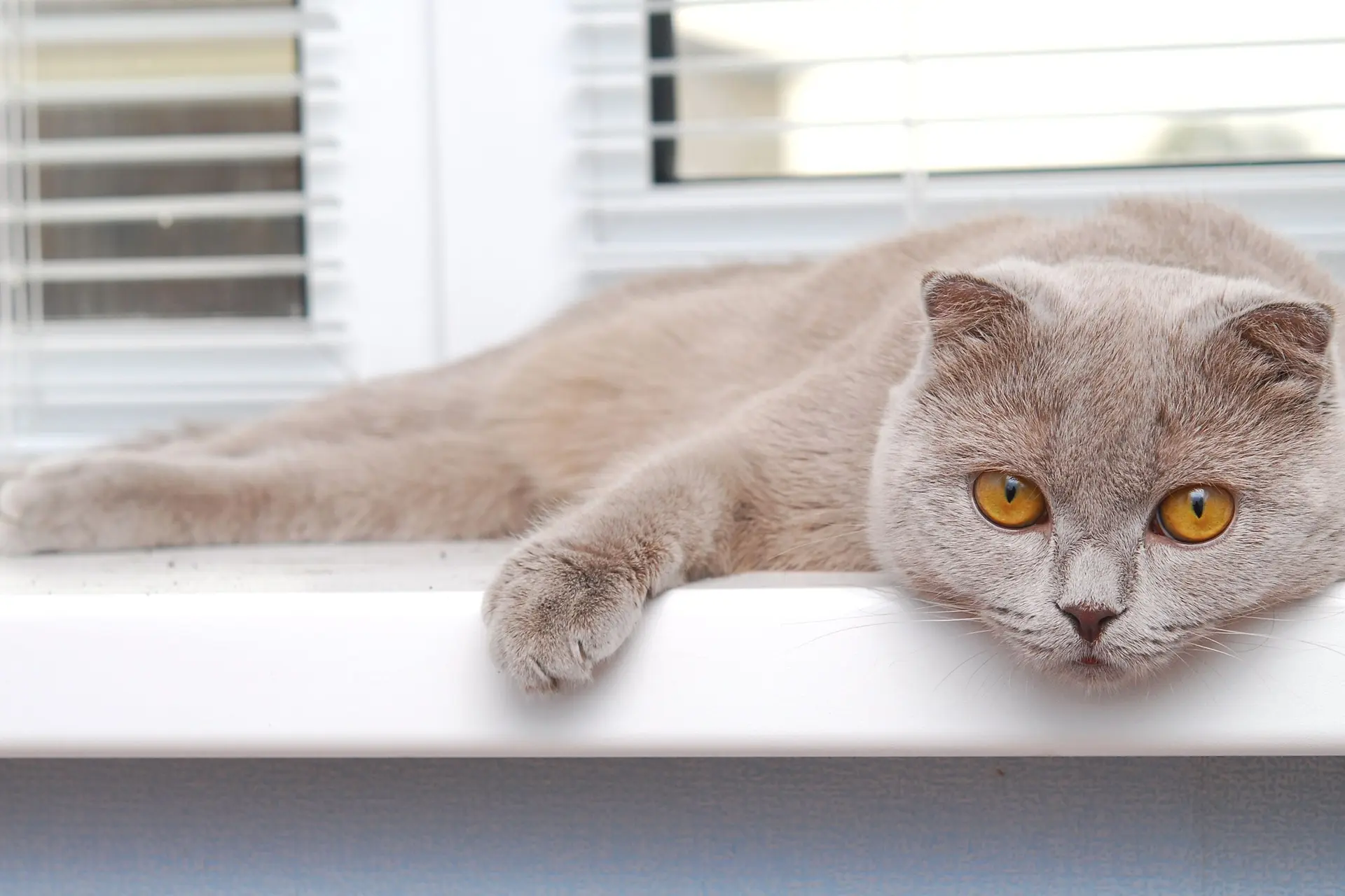Kan een kat die nooit buitenkomt gelukkig zijn?