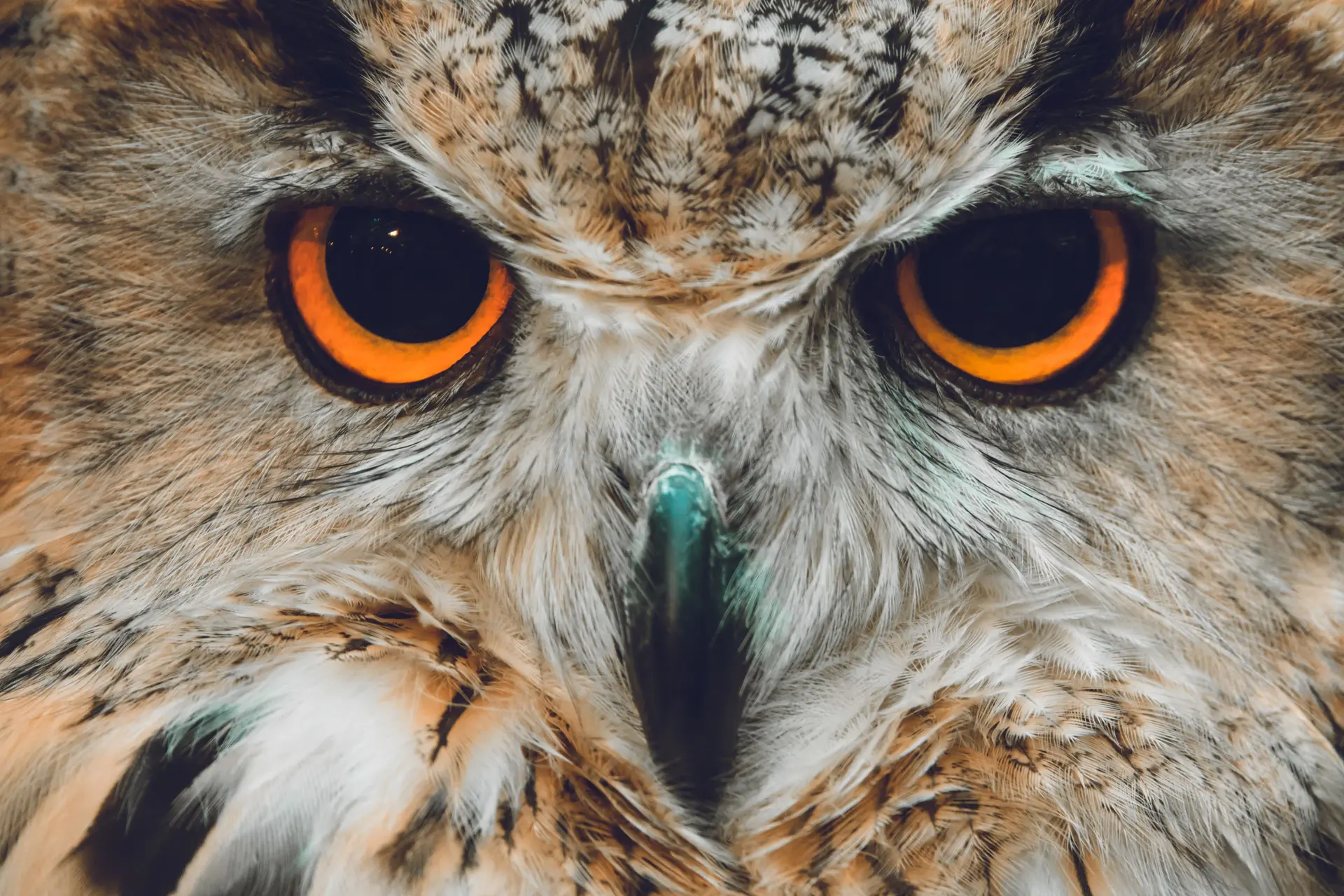 Hoe je van nachtuil naar vroege vogel verandert