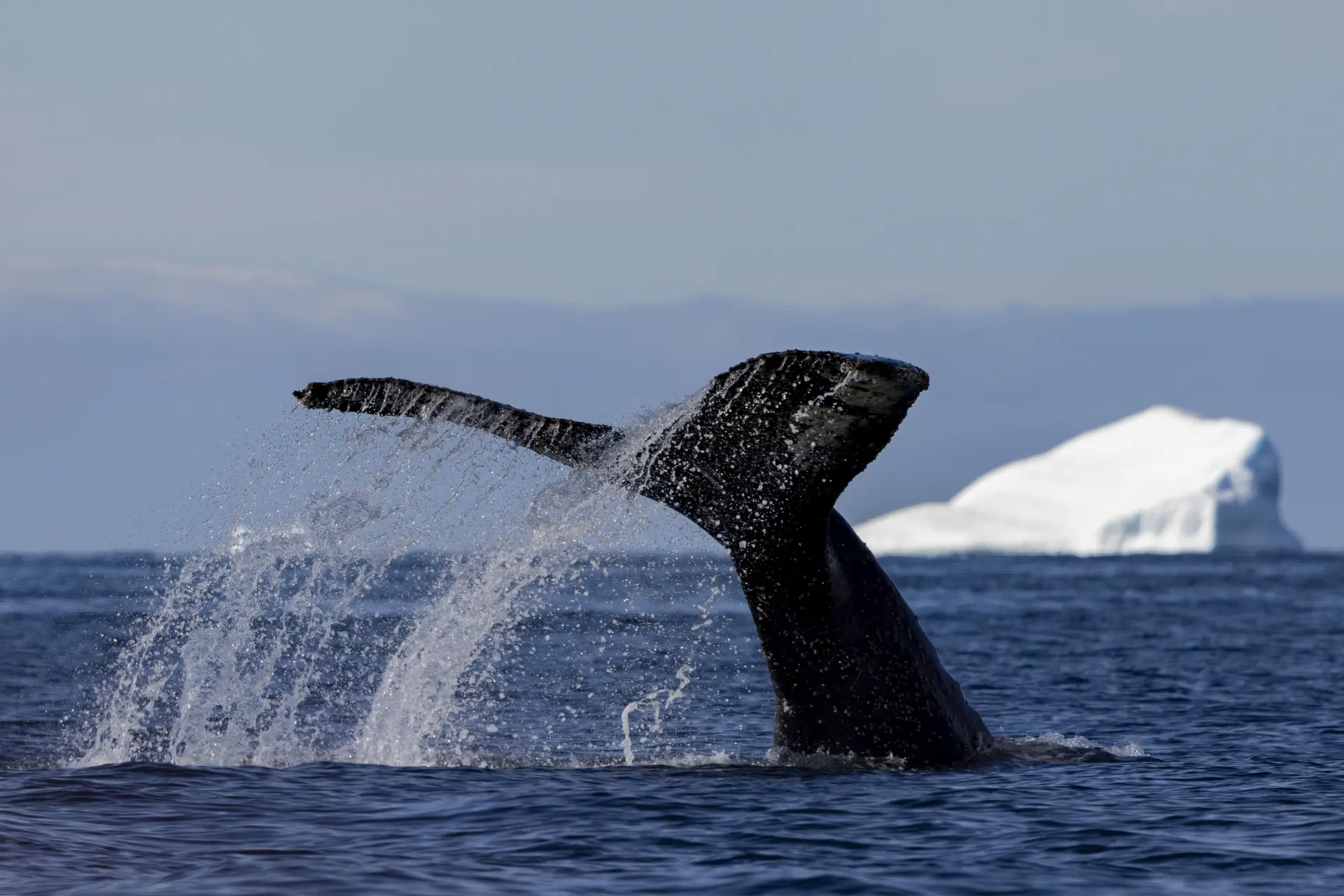 Walvis legt recordafstand af van meer dan 13.000 kilometer: twee keer zoveel als normaal