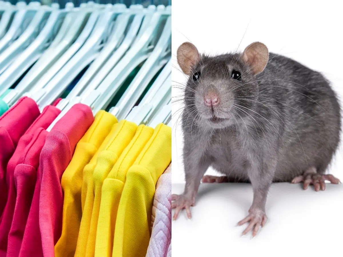 Rattenpis: waarom je nieuwe kleding eerst moet wassen