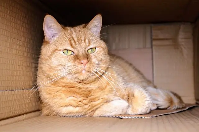 Wat is de echte levensverwachting van een kat?